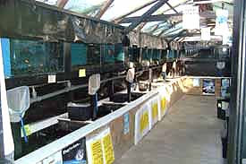 The coldwater pond section